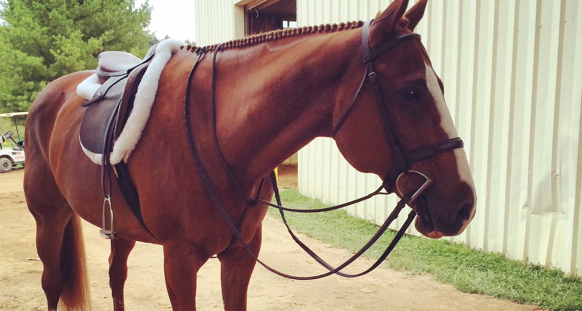 beautiful meadowbrook horse beautiful meadowbrook horse