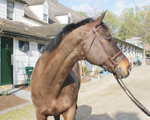 Donate to Meadowbrook Stables